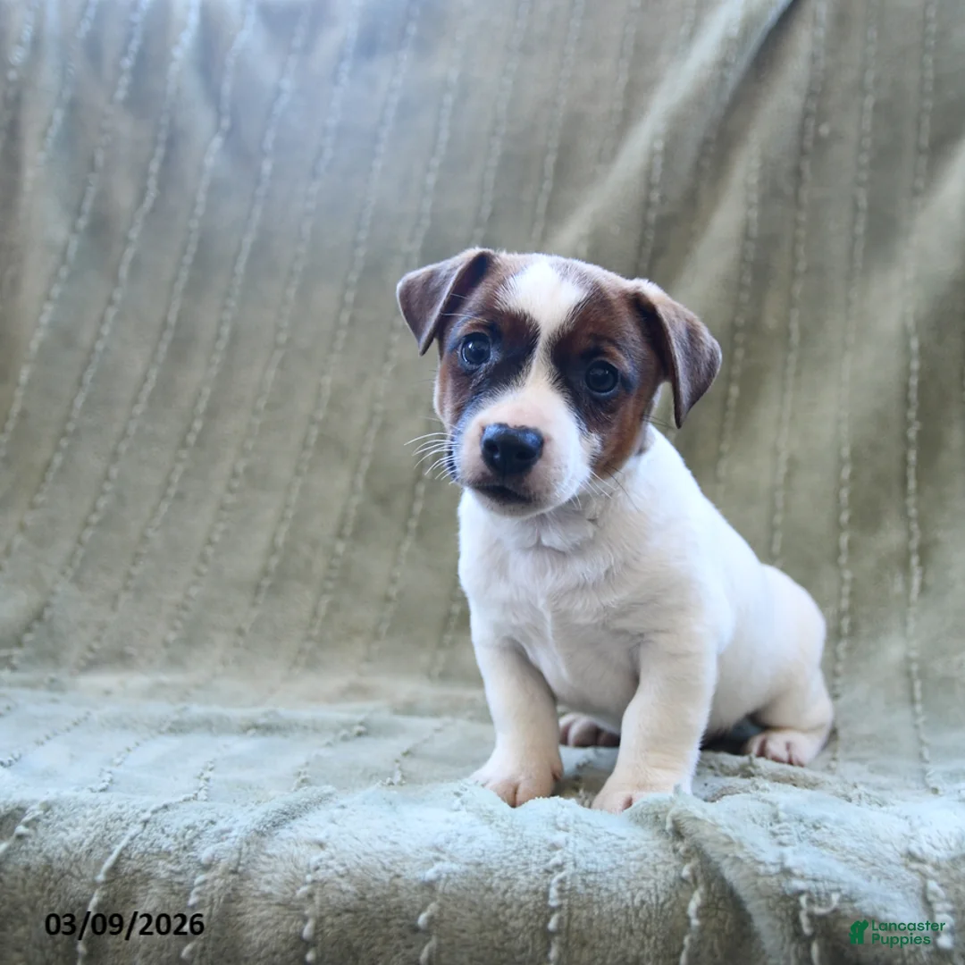 Jack Russell Terrier dogs for sale: Wayne - Ad 3