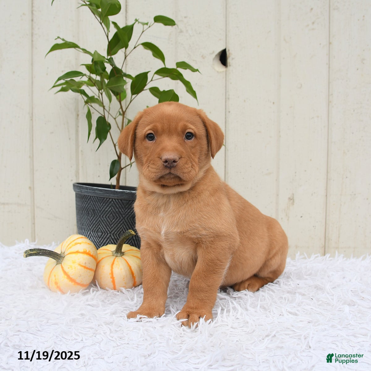 Labrador Retriever dogs Roman - Ad 3