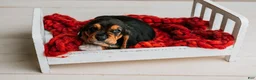 Basset Hound dogs for sale: Handsome Dan  - Ad 5