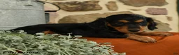 Miniature Dachshund dogs for sale: Aspen - Ad 3
