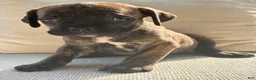 Cane Corso dogs for sale: Cane Corso Black Brindle  - Ad 3
