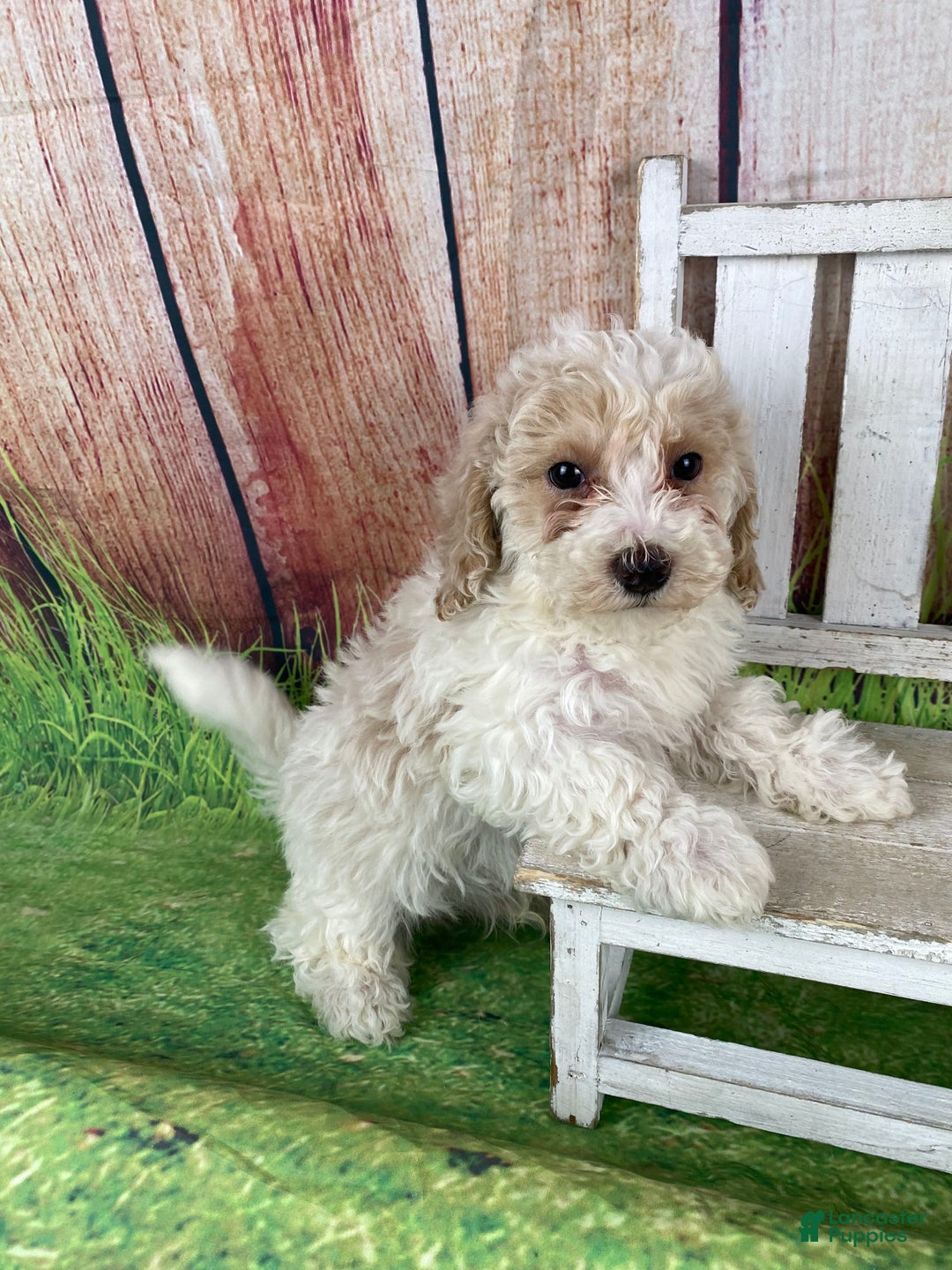 Miniature Poodle dogs for sale: Nelson - Ad 4