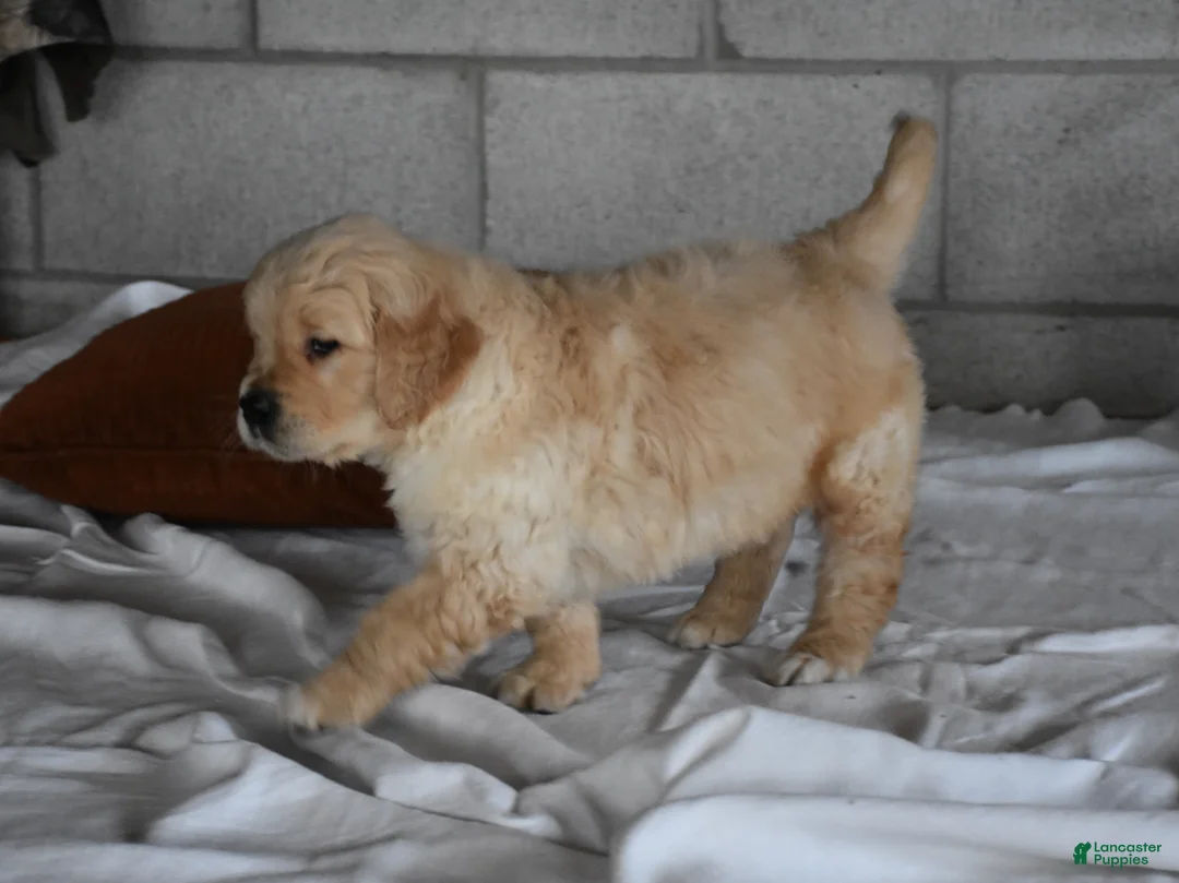 Golden Retriever dogs for sale: Buster  Genteic/OFA - Ad 3