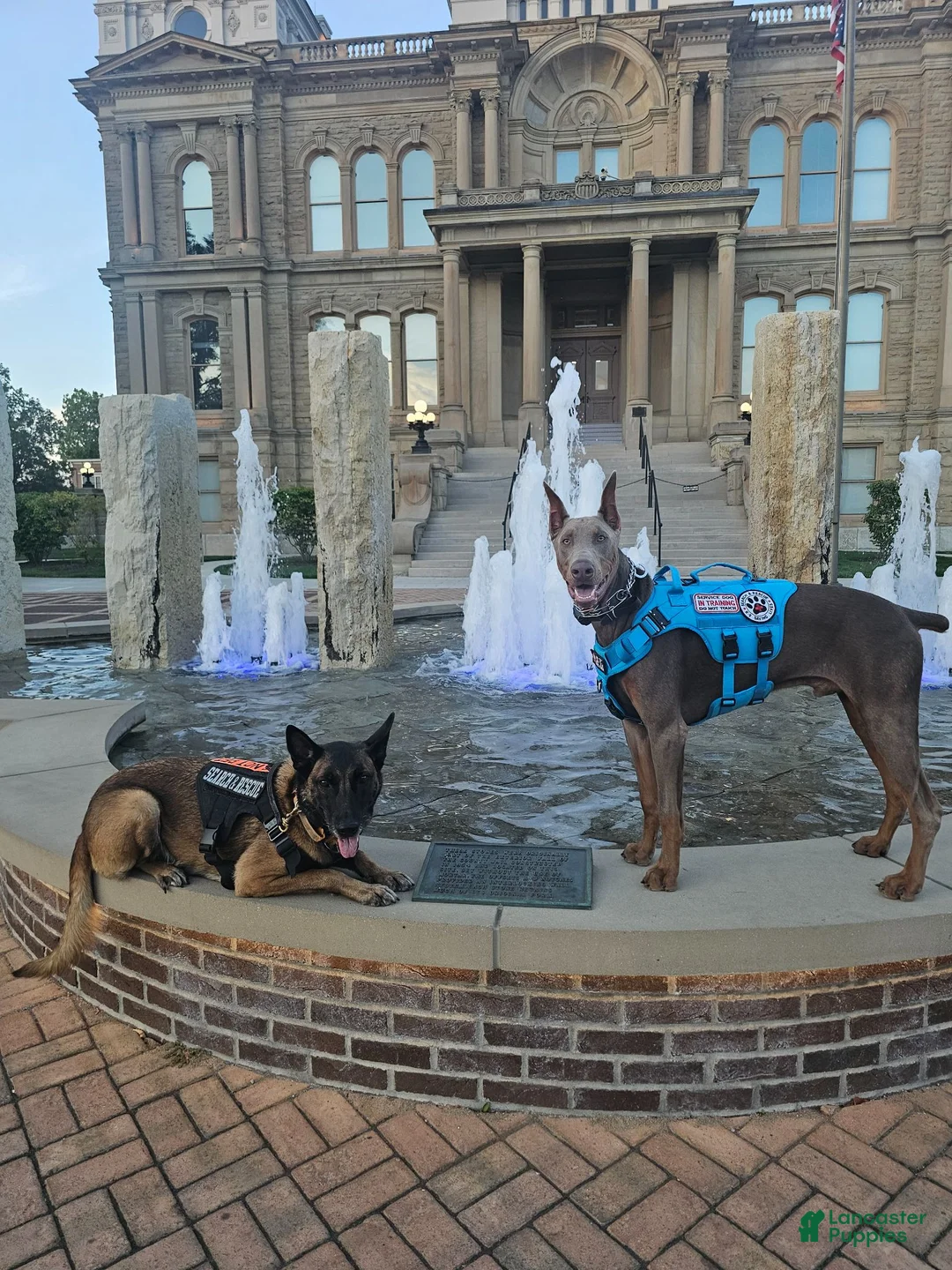 Doberman Pinscher dogs for sale: Kaladin  - Ad 9