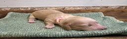 Miniature Dachshund dogs for sale: Aspen-Pink - Ad 3