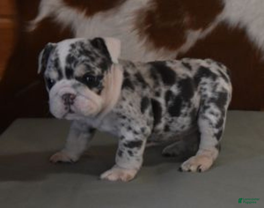 English Bulldog dogs for sale: TRISH - Ad 4