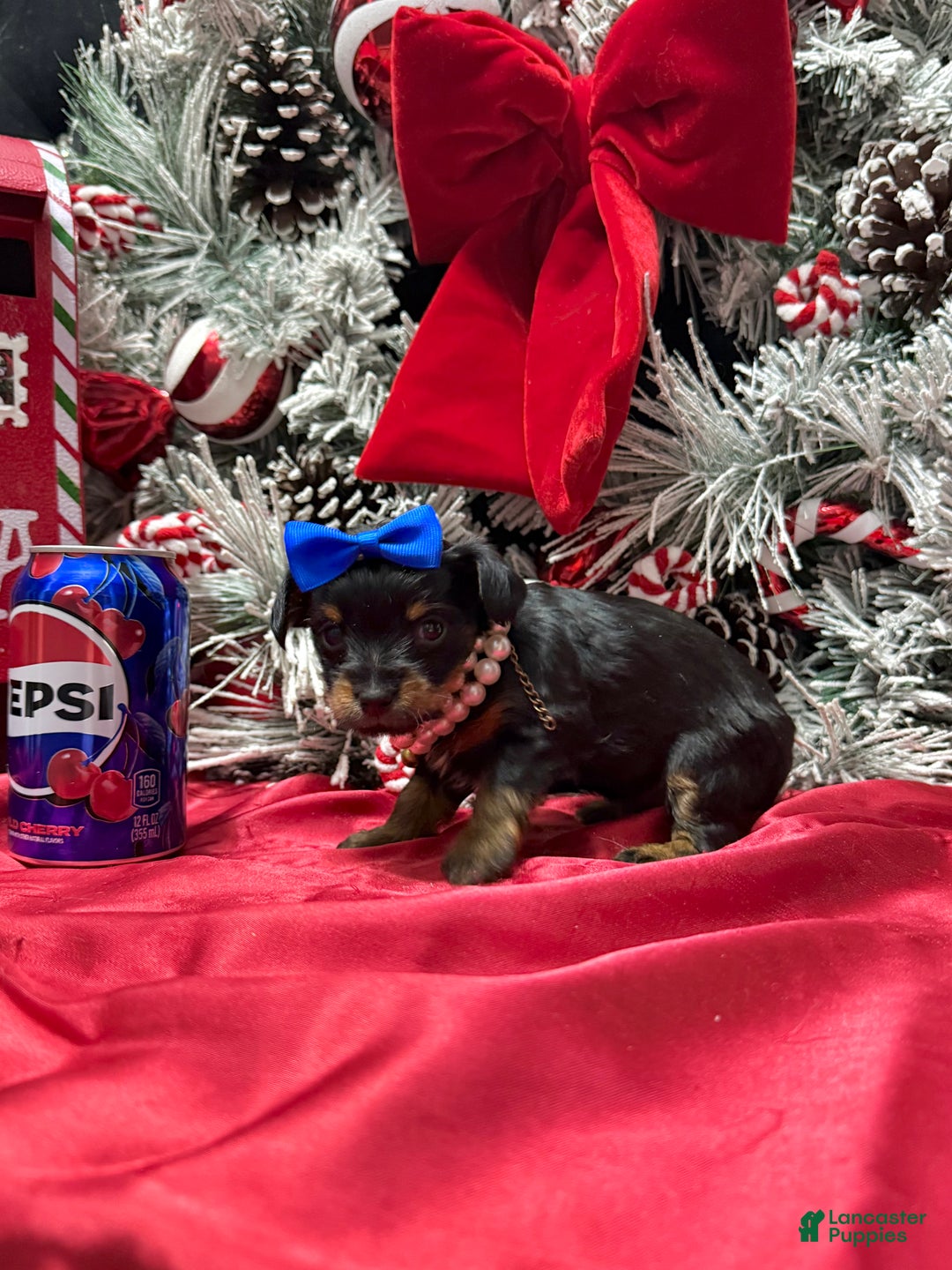 Yorkshire Terrier dogs for sale: Rigatoni  - Ad 19