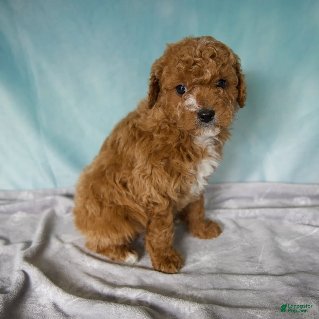 Cavapoo dogs for sale: Archie - Ad 2
