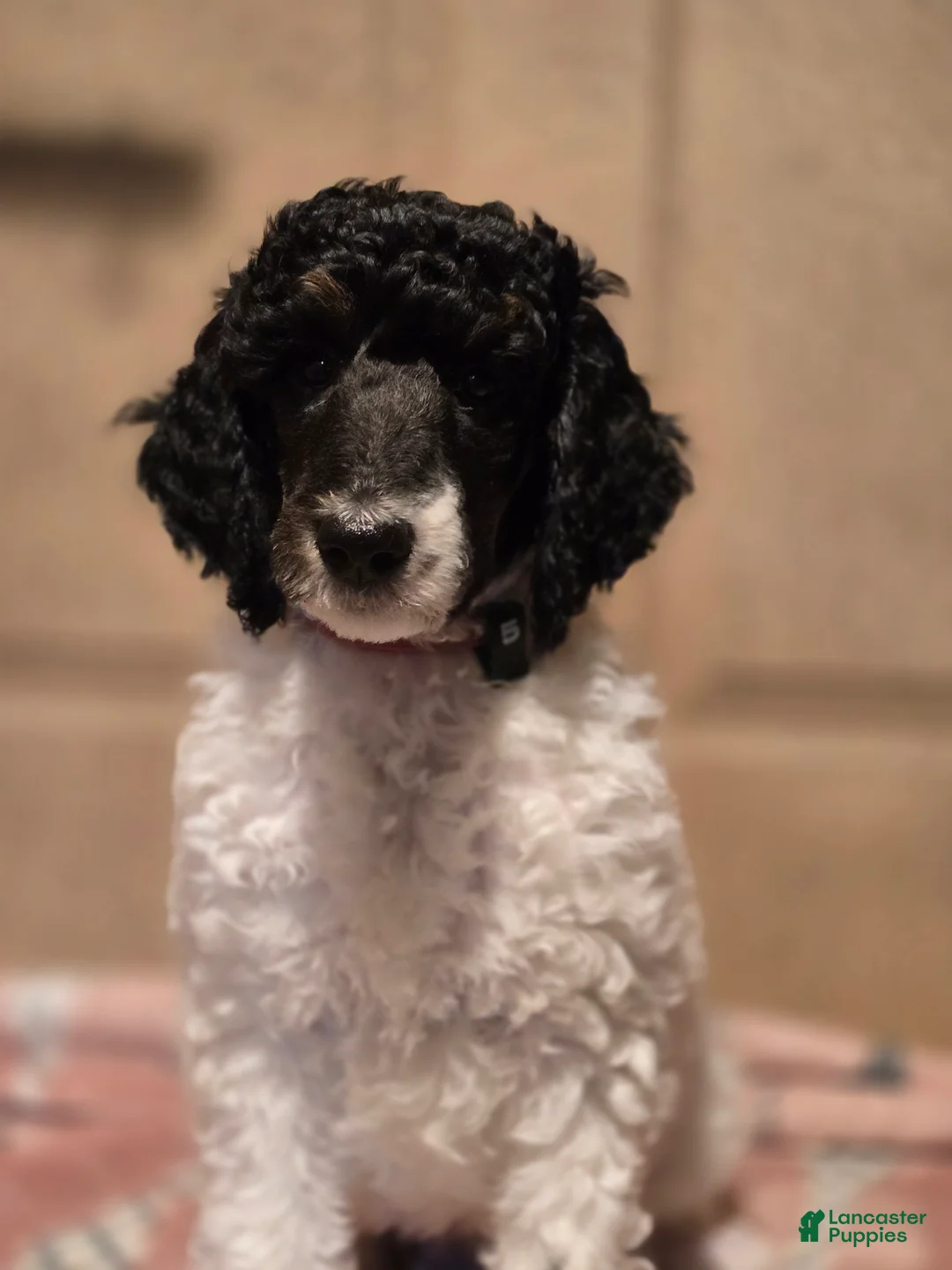 Standard Poodle dogs for sale: Genesis - Ad 2