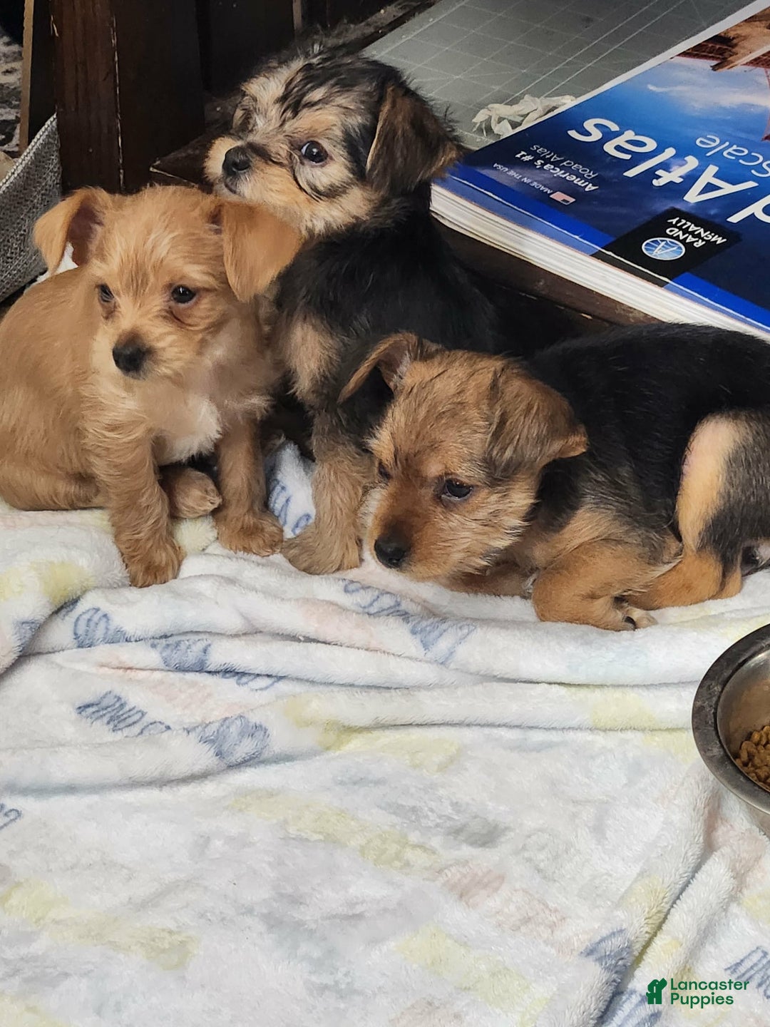 Chorkie dogs for sale: Bell - Ad 3