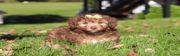 Mini Aussiedoodle dogs for sale: Maggie - Ad 4