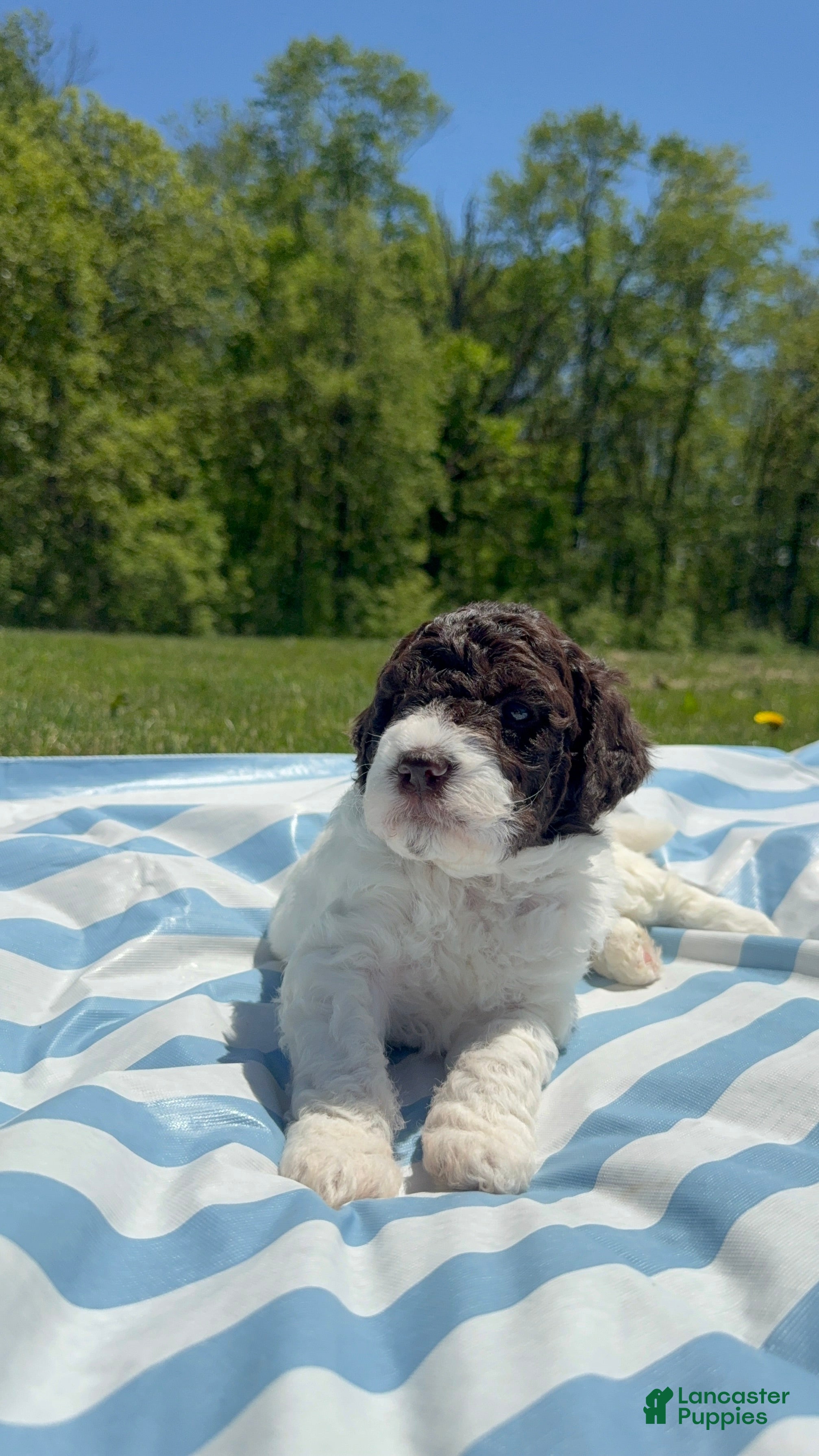 Lagotto Romagnolo dogs Lagotto Romagnolo Puppy 1 - Ad 12