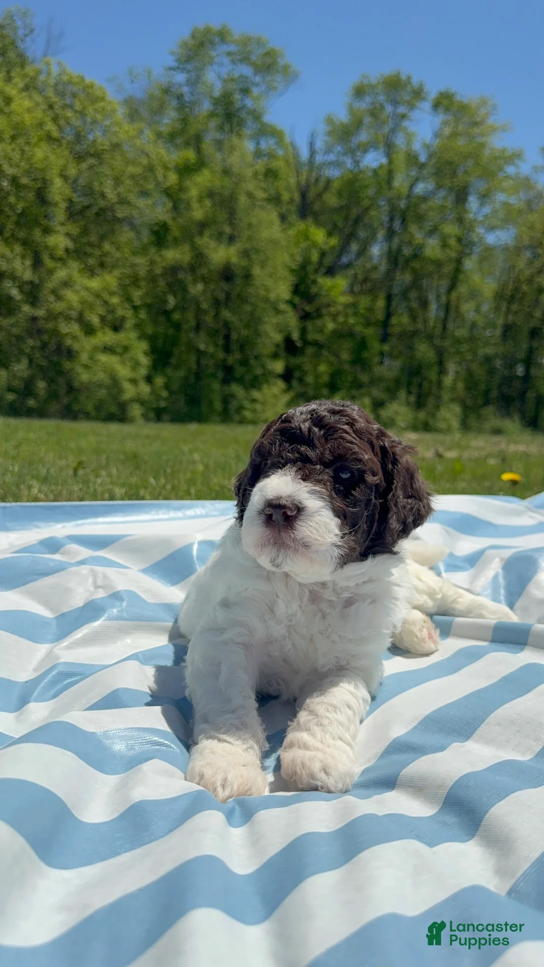 Lagotto Romagnolo dogs for sale: Lagotto Romagnolo Puppy 1 - Ad 1