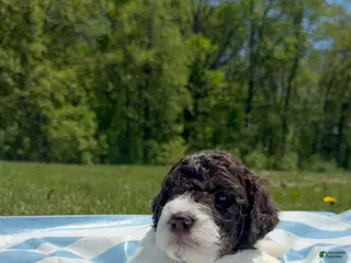 Lagotto Romagnolo dogs Lagotto Romagnolo Puppy 1 - Ad 6