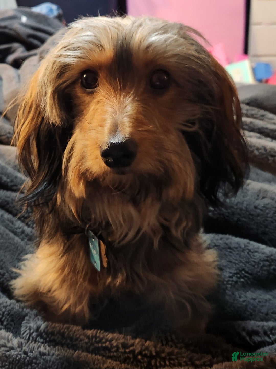 Miniature Dachshund dogs for sale: Miniature Dachshund Puppy 3 - Ad 4