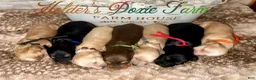 Miniature Dachshund dogs for sale: Grumpy - Ad 13