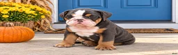 English Bulldog dogs for sale: Duke - Ad 3