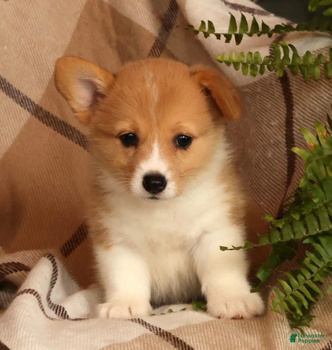 Welsh Corgi Pembroke dogs for sale: Jessica - Ad 1