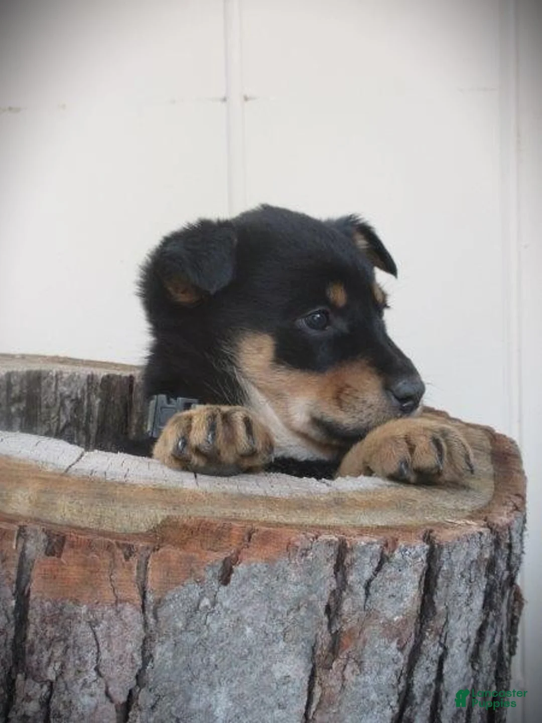 Mixed Breed dogs for sale: Forest - Ad 1