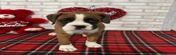 Boxer dogs for sale: Kobe - Ad 1