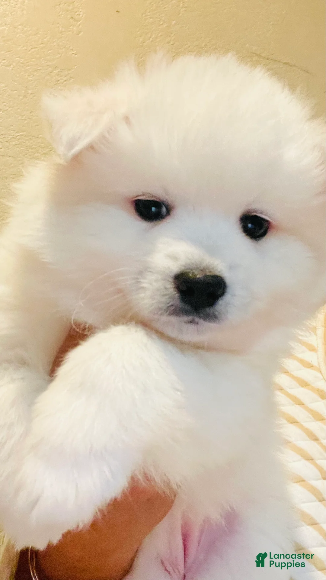 American Eskimo dogs for sale: American Eskimo Puppy 1 - Ad 1