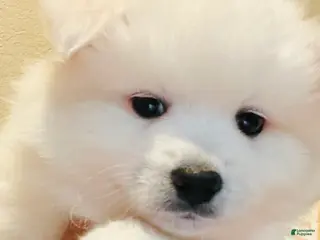 American Eskimo dogs American Eskimo Puppy 1 - Ad 2