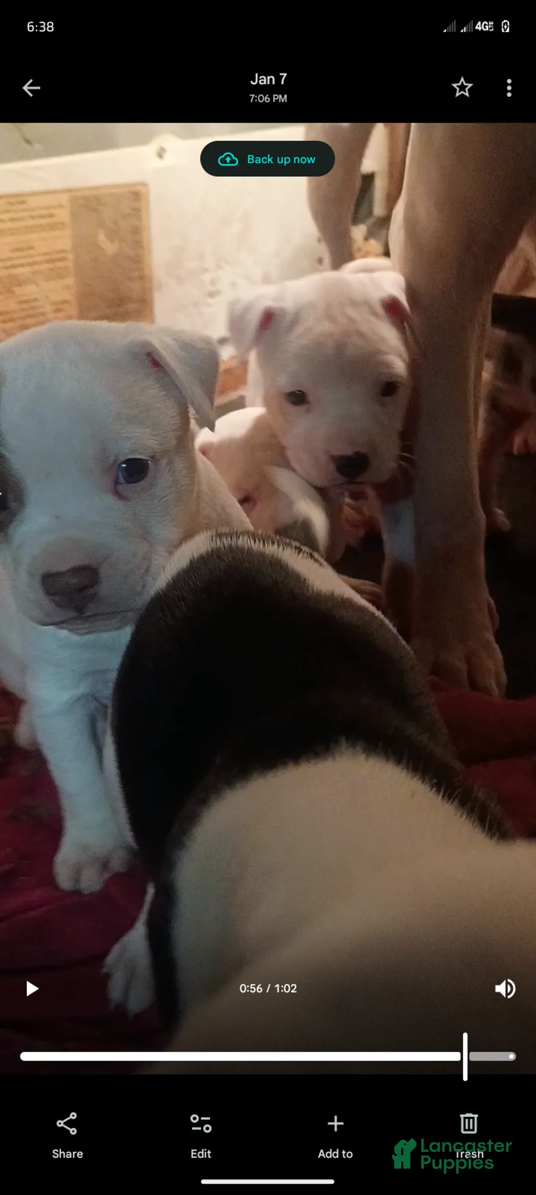 American Staffordshire Terrier dogs for sale: American Staffordshire Terrier Puppy 6 - Ad 19