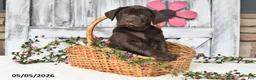 Labrador Retriever dogs for sale: Tucker - Ad 3