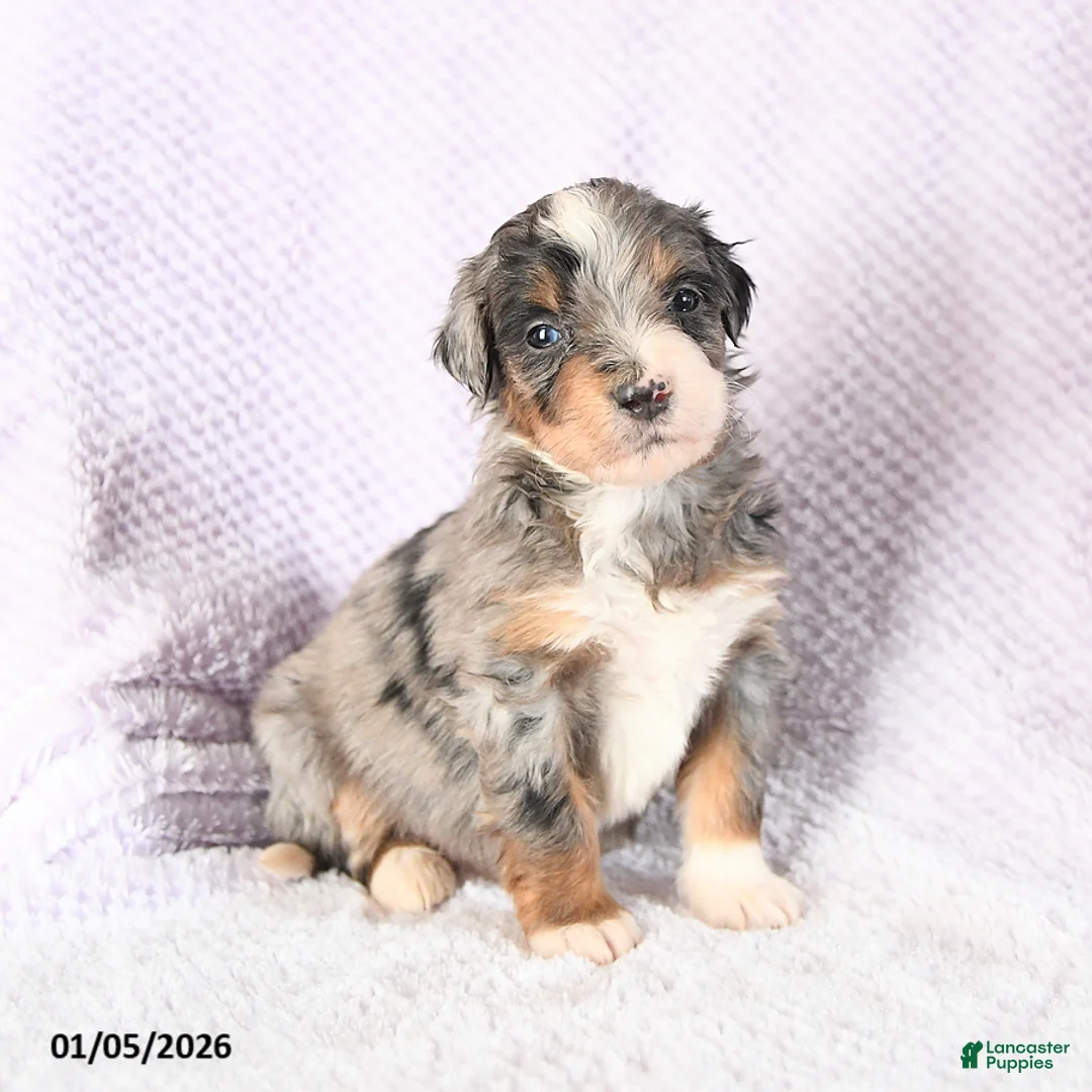 Mini Bernedoodle dogs for sale: Valentine - Ad 13