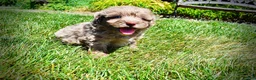 Havapoo dogs for sale: Innocent - Ad 11