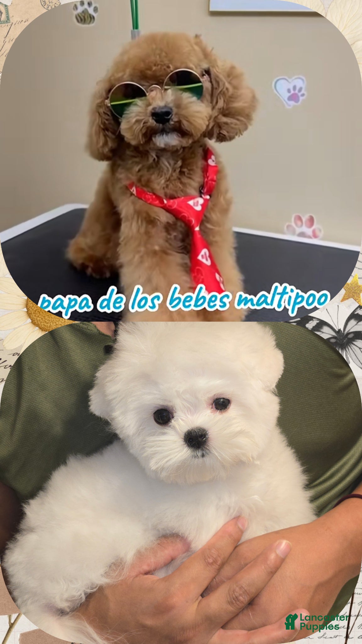 Maltipoo dogs Maltipoo Tony - Ad 2