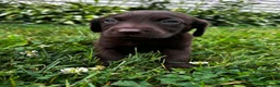 Labrador Retriever dogs for sale: Marigold - Ad 8
