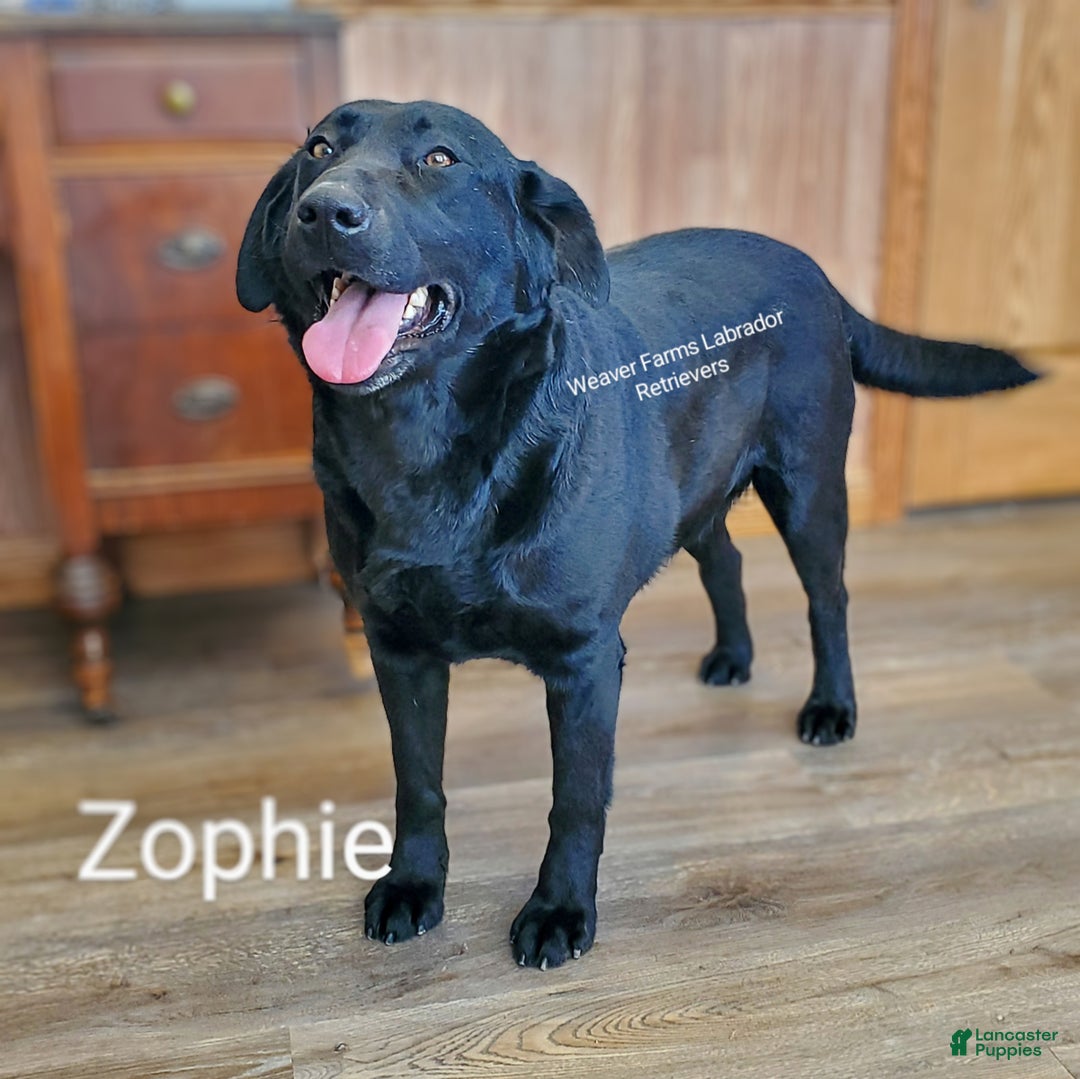 Labrador Retriever dogs for sale: Lance - Ad 6