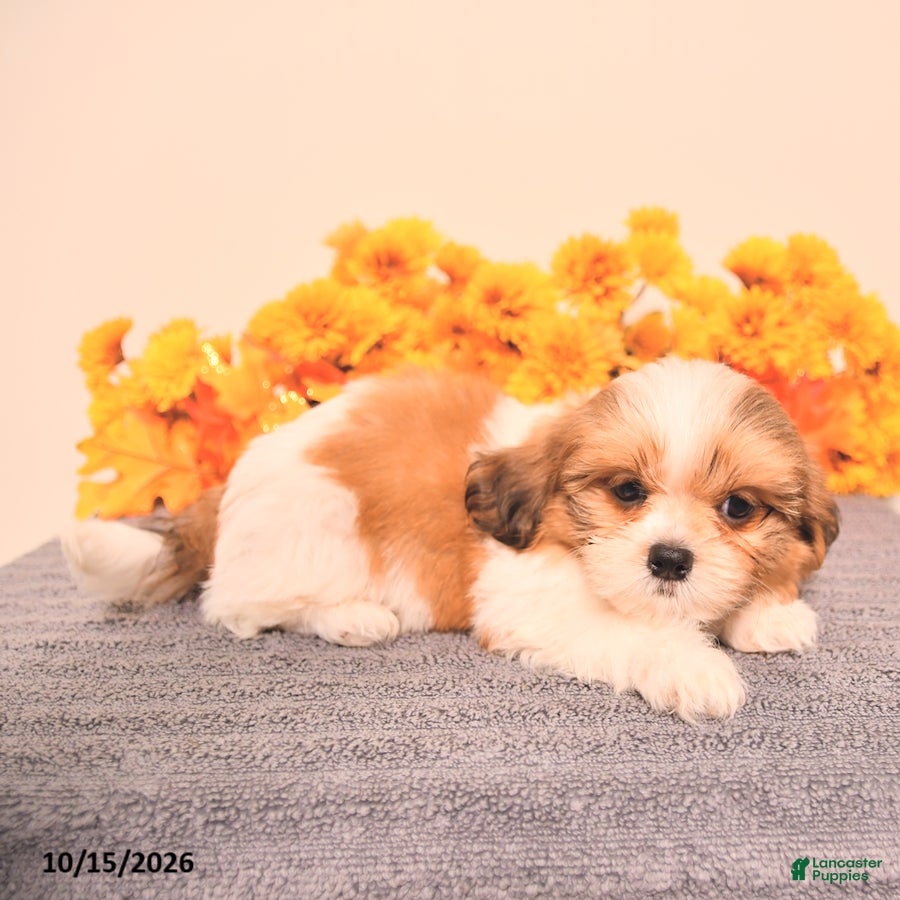 Shih Tzu dogs George - Ad 1