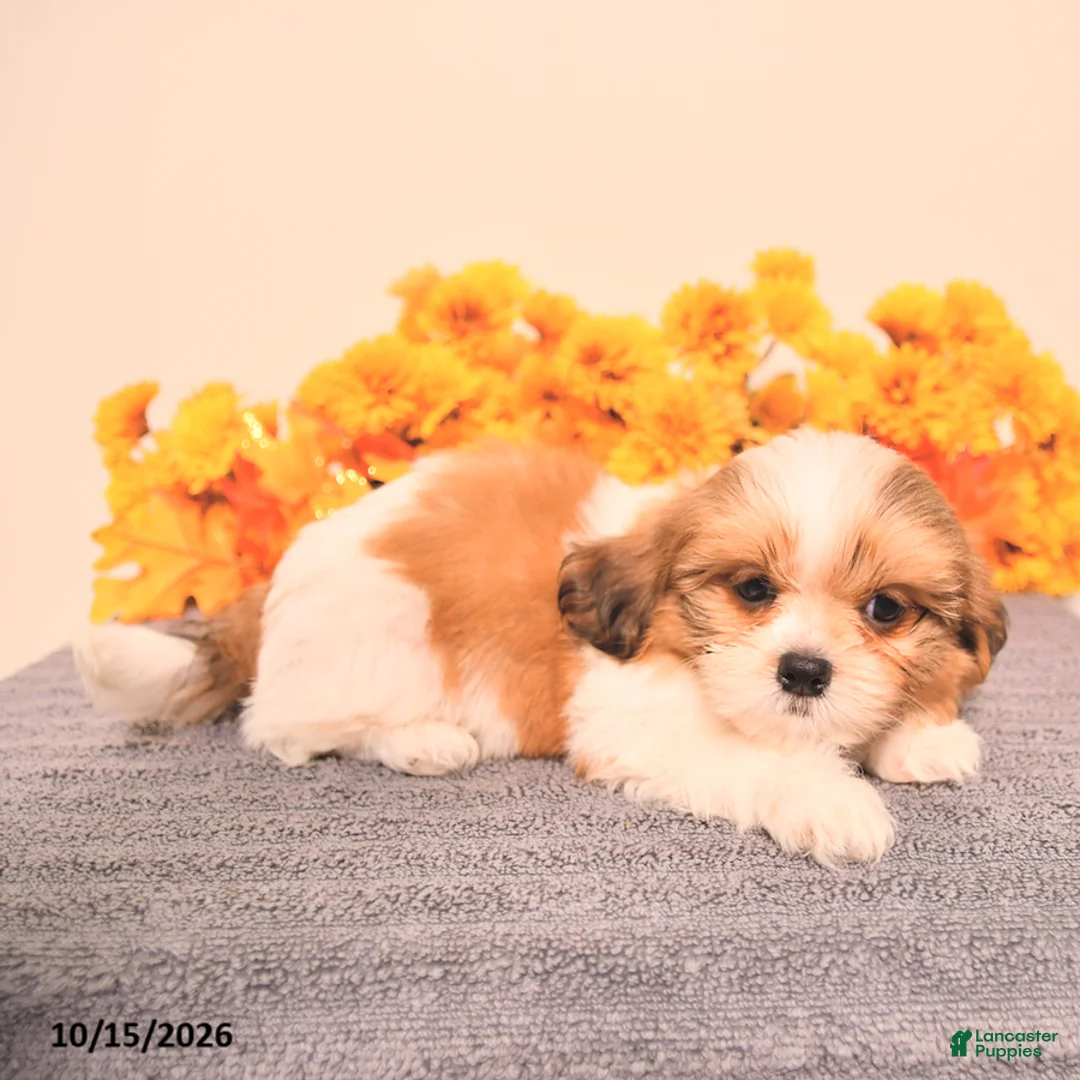 Shih Tzu dogs for sale: George - Ad 1