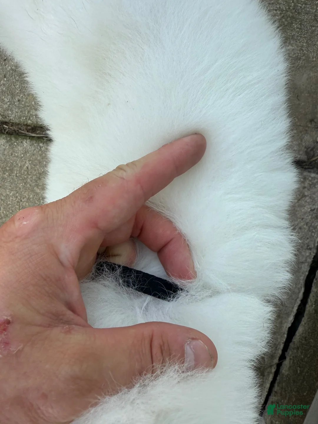 Great Pyrenees dogs for sale: Mr Black  - Ad 2