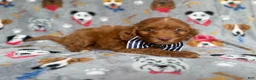 Cockapoo dogs for sale: Milo - Ad 6