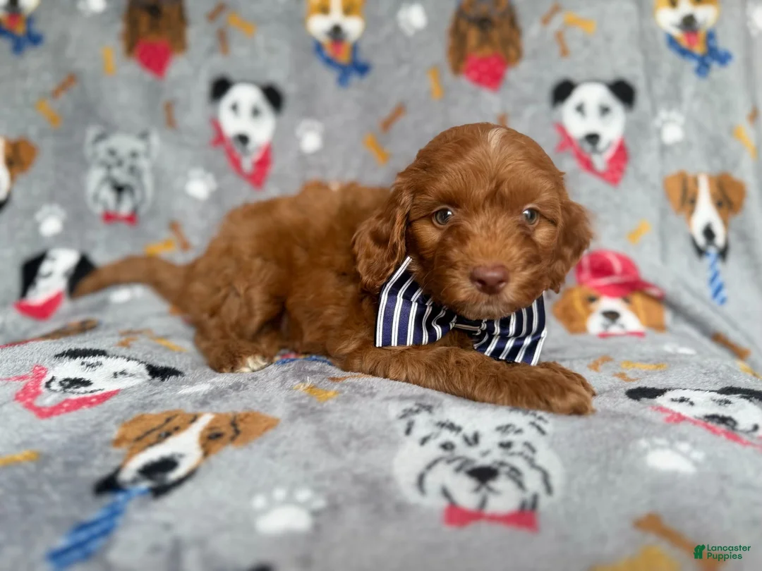 Cockapoo dogs for sale: Milo - Ad 6