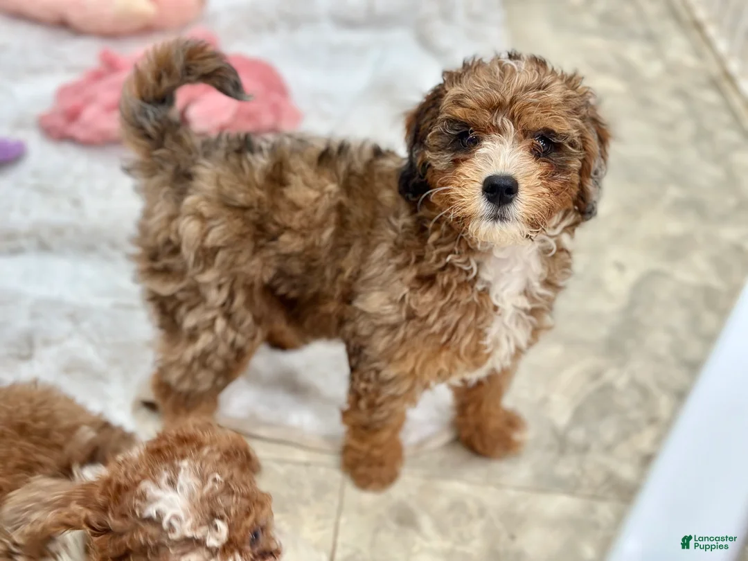 Double Doodle dogs for sale: Candy - Ad 1