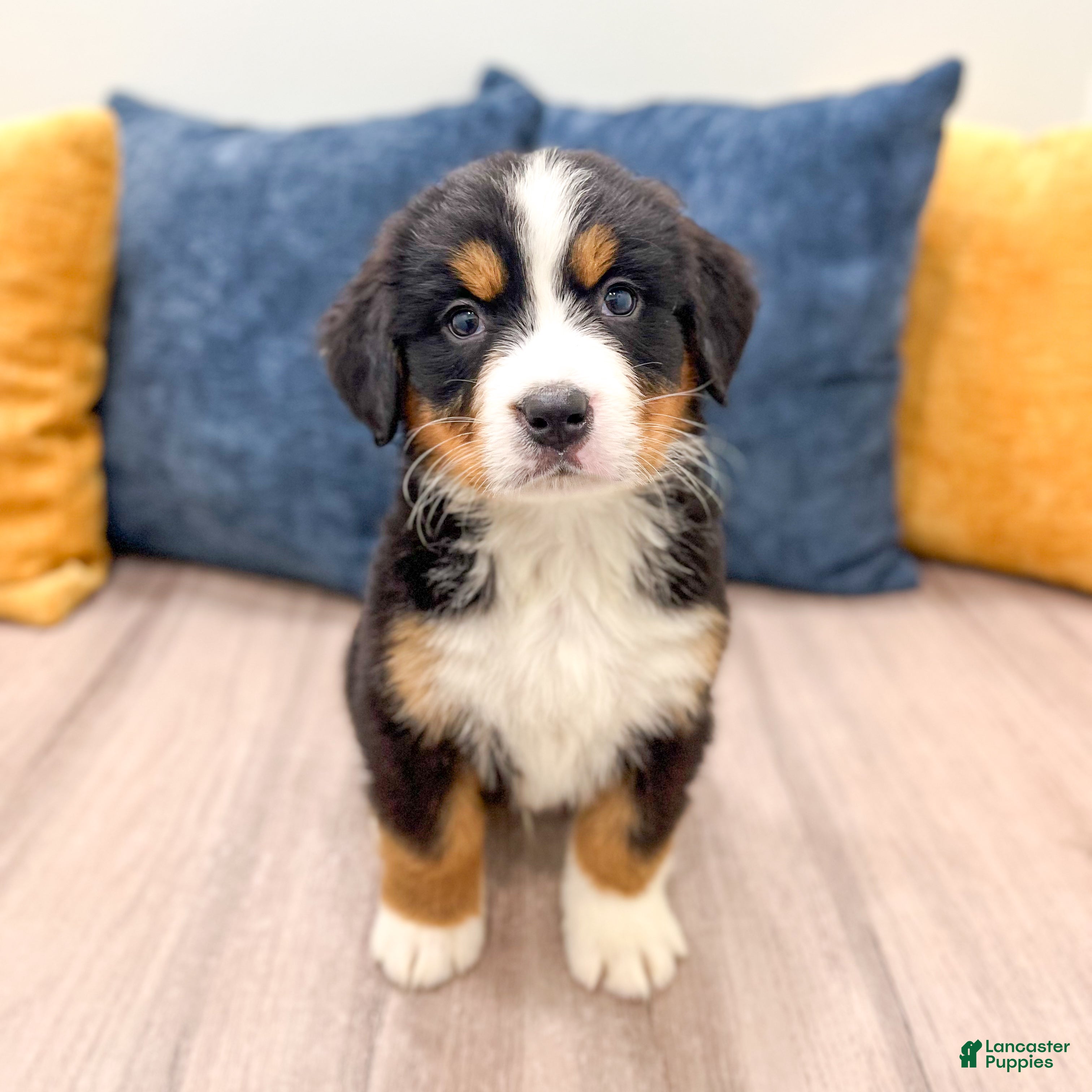 Bernese Mountain Dog dogs Skyler - Ad 1
