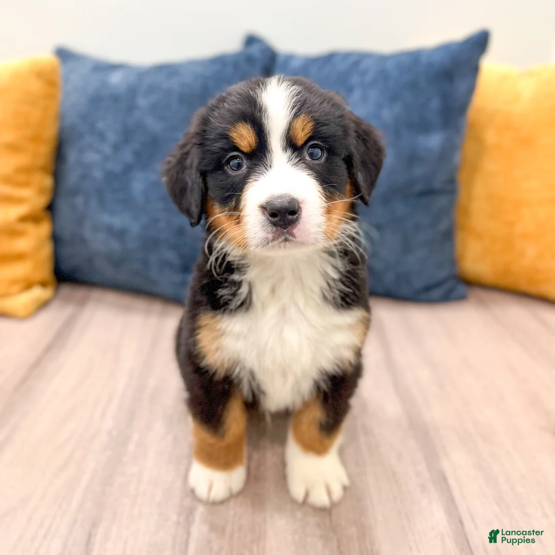 Bernese Mountain Dog dogs for sale: Skyler - Ad 1