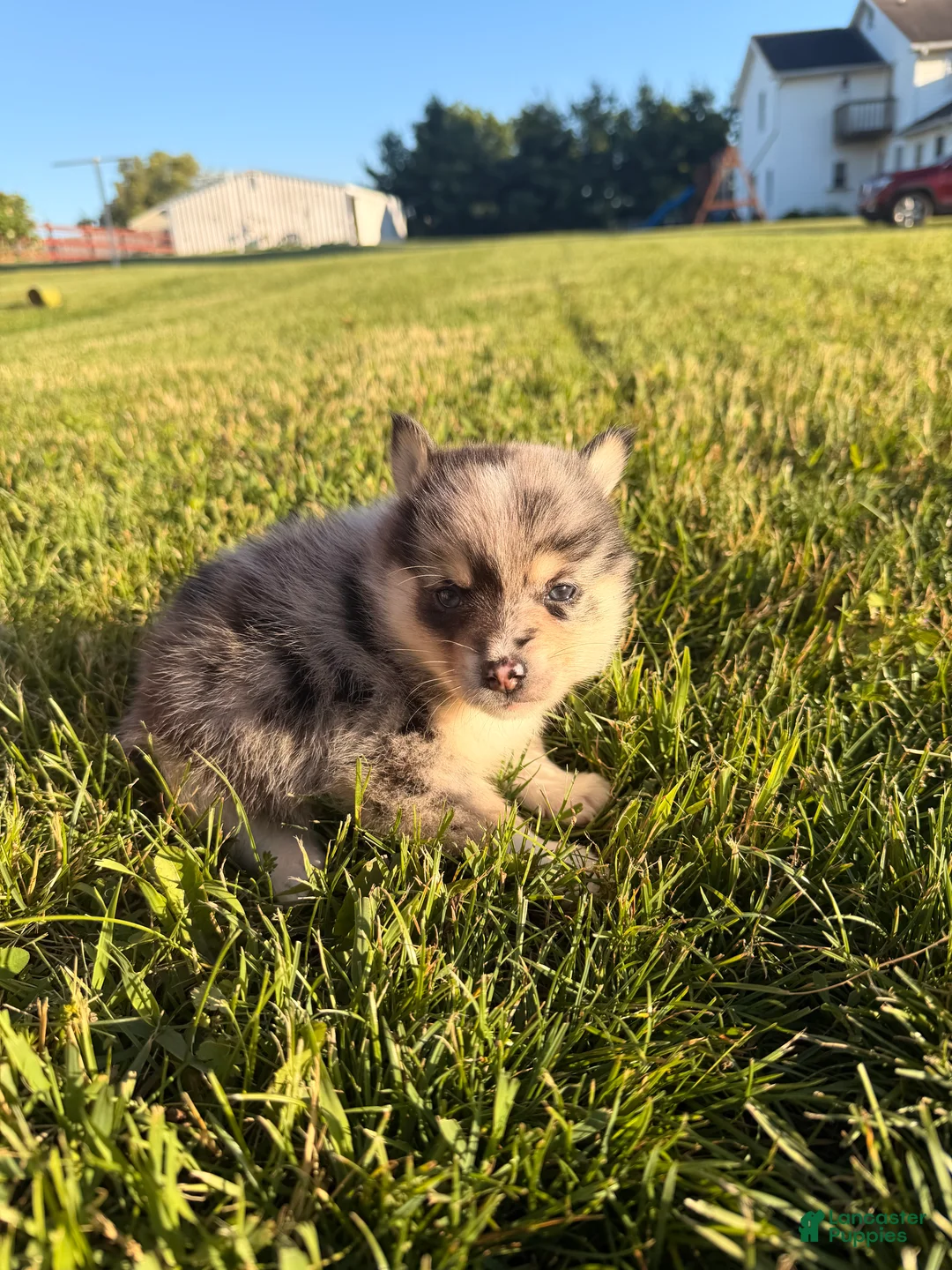 Pomsky dogs for sale: Loki - Ad 1