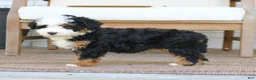 Mini Bernedoodle dogs for sale: Bentley  - Ad 4