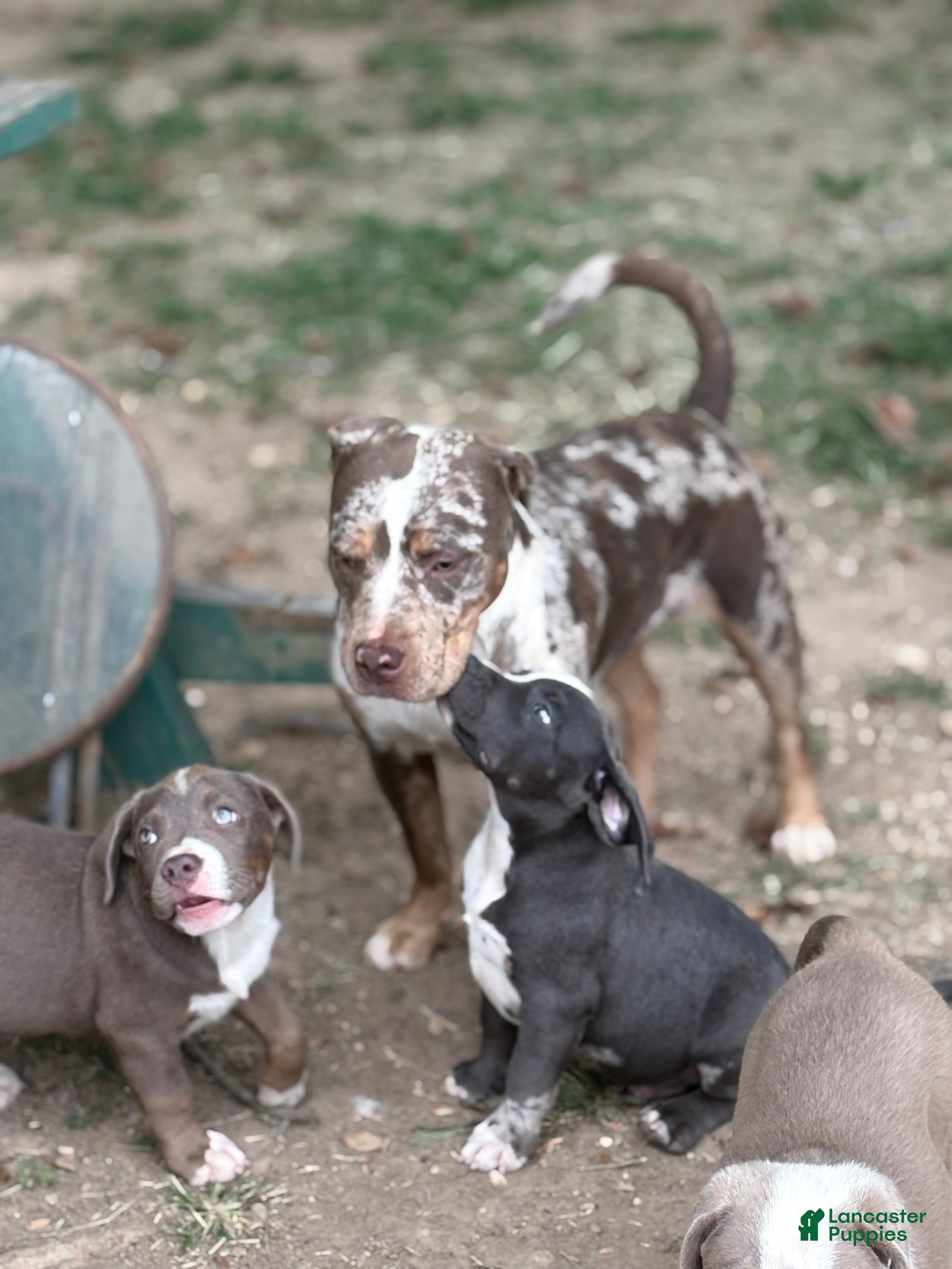 American Bully dogs Brodie - Ad 2