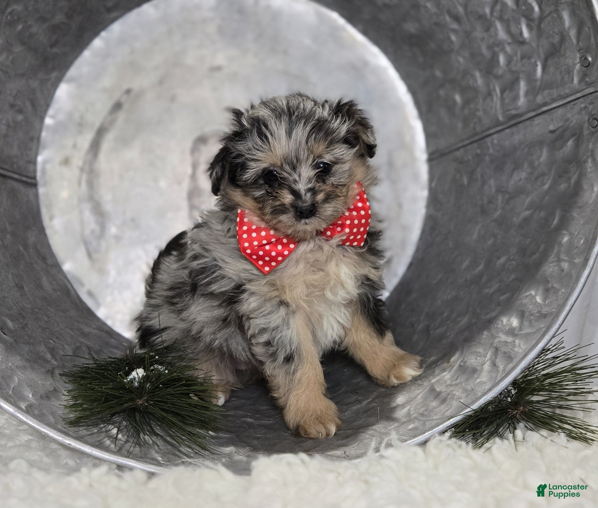 Pomapoo dogs Logan - Ad 17