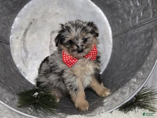 Pomapoo dogs Logan - Ad 18