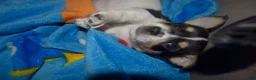 Chihuahua dogs for sale: Chihuahua 1 - Ad 12