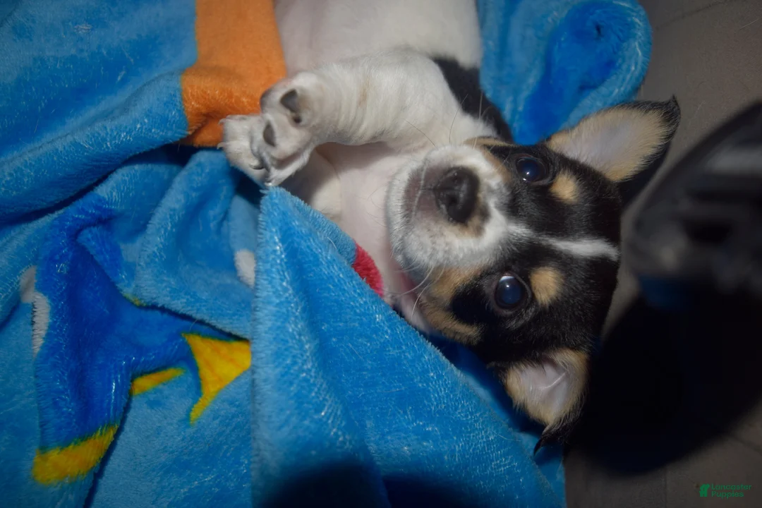 Chihuahua dogs for sale: Chihuahua 1 - Ad 12