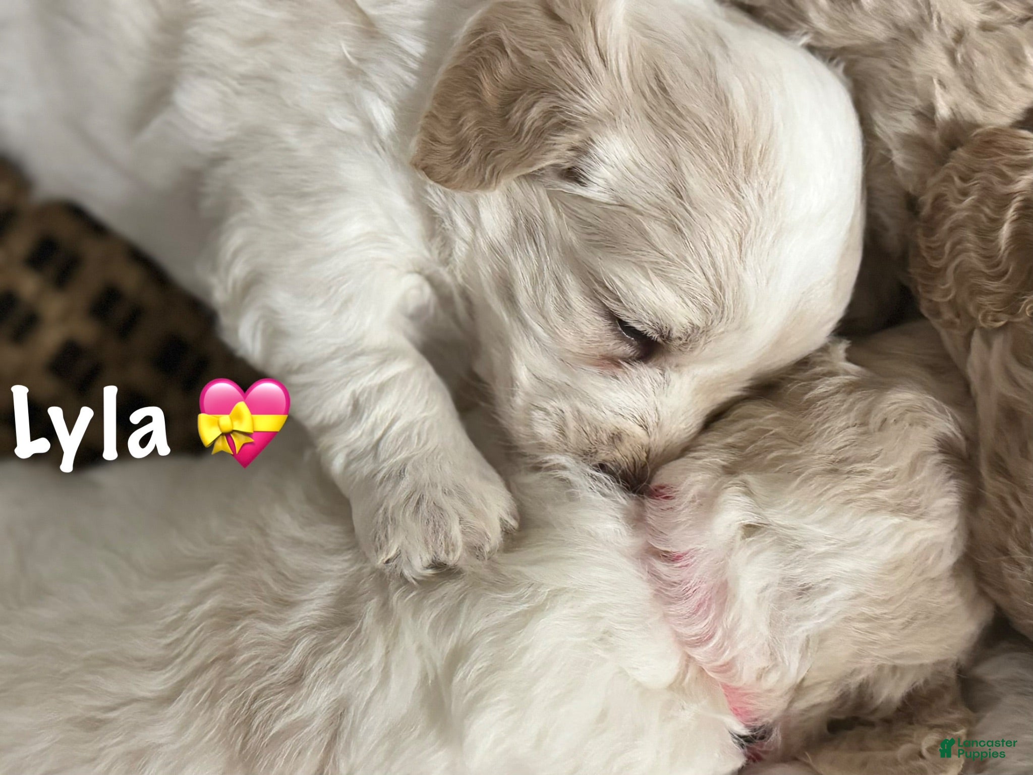 Mini Goldendoodle dogs for sale: Mini Goldendoodle 4 - Ad 2