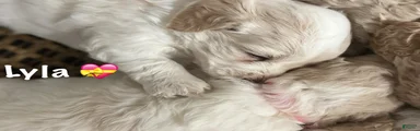 Mini Goldendoodle 4